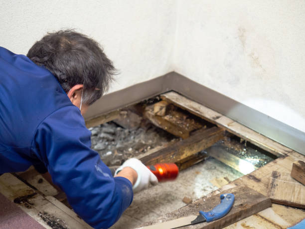 Best Mold Cleaning Services  in Belleville, MI