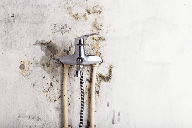 Best Home Mold Removal  in Belleville, MI