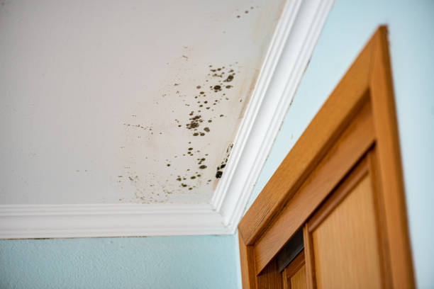 Best Mold Removal Company Near Me  in Belleville, MI
