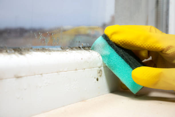 Best Commercial Mold Removal  in Belleville, MI