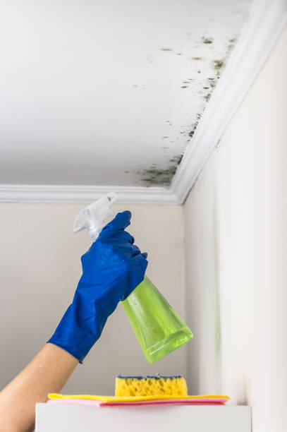 Best Residential Mold Removal  in Belleville, MI