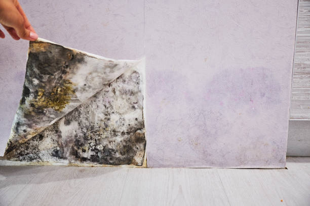 Best Mold Damage Repair  in Belleville, MI